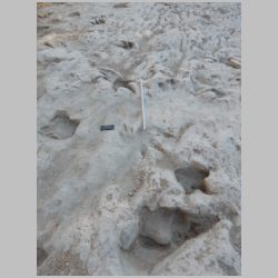 DSCN0445 Baby track center.jpg